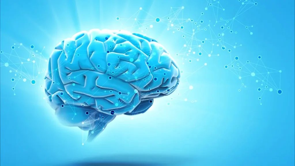 علماء يرسمون خريطة لبنية الدماغ التي تشكل أساس الذكاء البشري