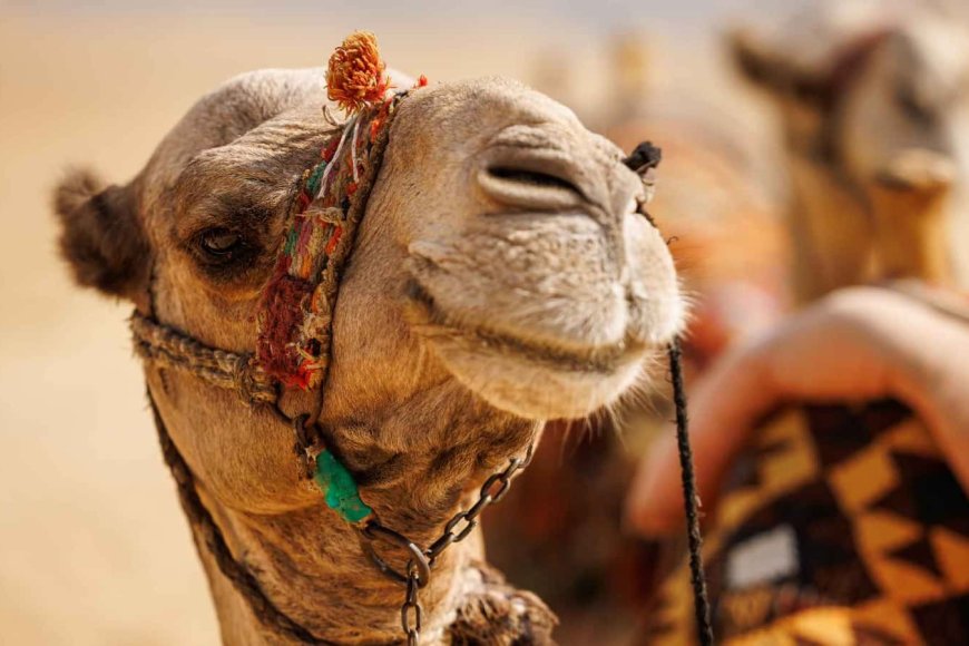 أثارت الجدل.. ماذا قال الخبراء عن علاج السرطان بمستخلص من بول الإبل؟